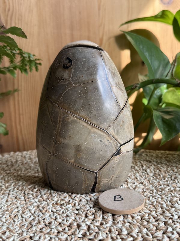 Septarian egg halvt (#60)